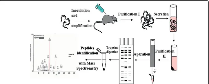 Figure 1 General purification procedure. Trypanosomes were intraperitoneally injected into rats