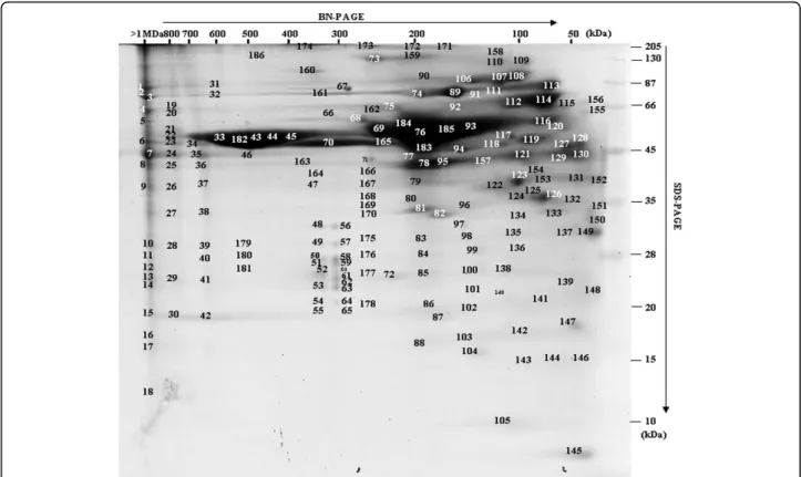 Figure 4 BN-PAGE separation of the T. brucei gambiense secretome (OK strain). Proteins were separated by native gel electrophoresis (BN- (BN-PAGE) and stained with coomassie brilliant blue