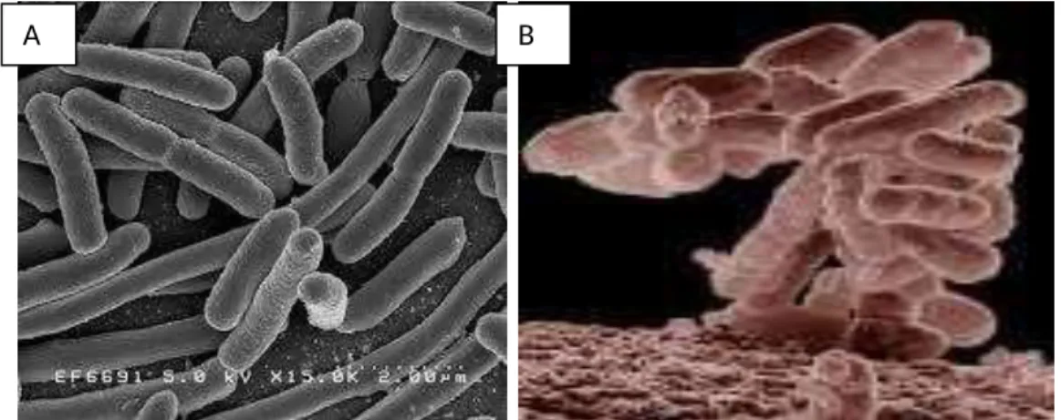 Figure  01 : Escherichia coli  sous  microscope  électronique  à différents  grossissements
