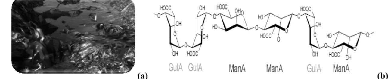 Fig. 1 – (a) Brown algae (Laminaria digitaria) (b) Chemical blocks structures of alginate