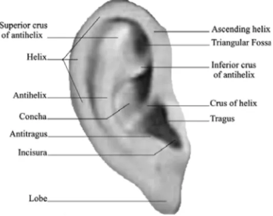 Figure 1. The terminology of the Human Ear [9, 10, 11]. 