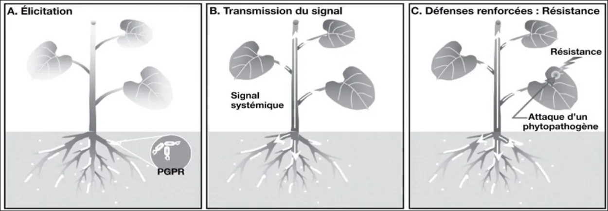Figure 8. Les étapes de la résistance systémique induite chez les plantes par les PGPR  (Jordan et al.,2008)