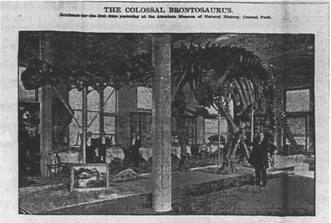 Figure 3.  &#34;TheColossal.Brontosaurus,&#34;New-York Tribune, February 17,1905.