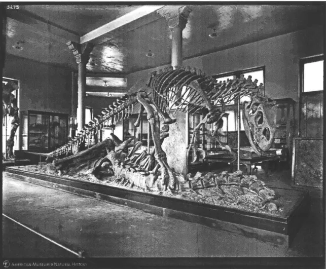 Figure 4.  Allosaurus  and Brontosaurus, Hall of FossiReptiles, August 19,  1907.&#34;2