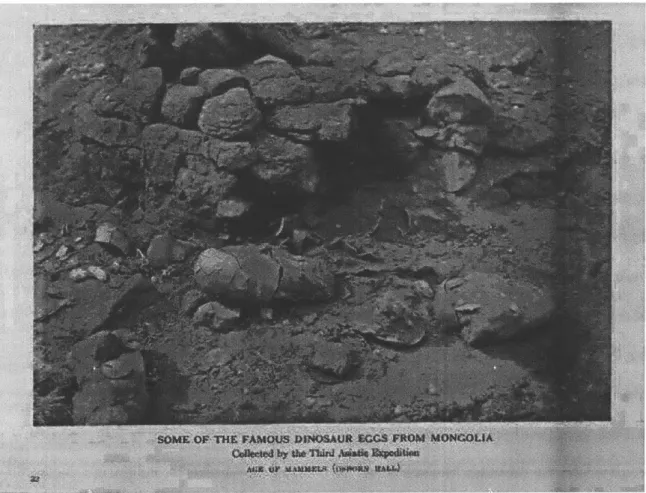 Figure 6.  Fossilized dinosaur eggs exhibited in the Hall of the Age of Mammals prior to the.1927 opening of the new wing.1 4