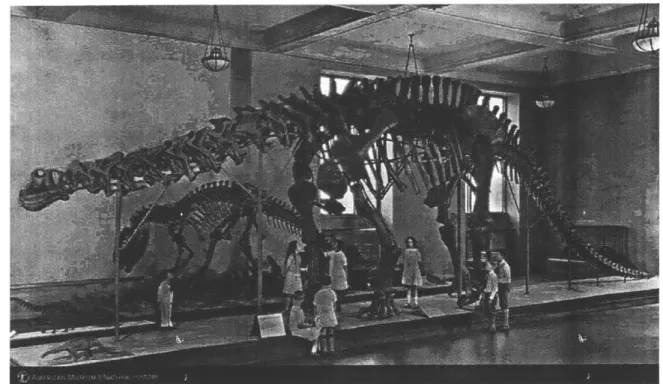 Figure 9.  &#34;Children viewing Brontosaurus  (Apatosaurus)  exhibit, 1927,&#34; (with  Allosaurus  in view).'