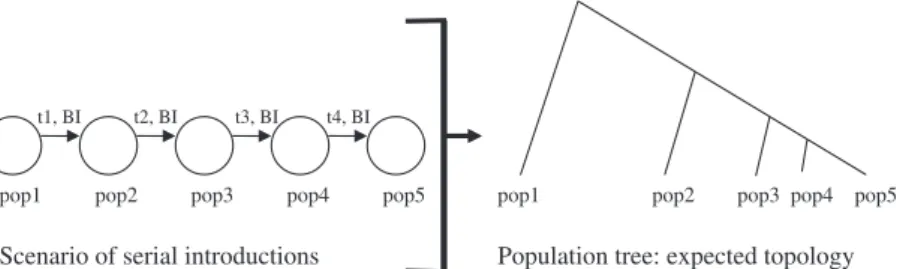 Fig. 1 Computer simulation of microsatellite data under a scenario of serial introductions and expected tree topology