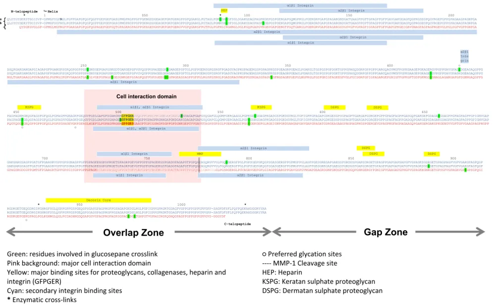 Fig. 2. Human collagen type Iﬁbril domains and major binding sites. The collagen triple helix sequence is shown (source Pubmed,α1(I) accession #NP000079.2 and α2(I) NP000080.2) and the proposed location of glucosepane-forming amino acids is highlighted in 