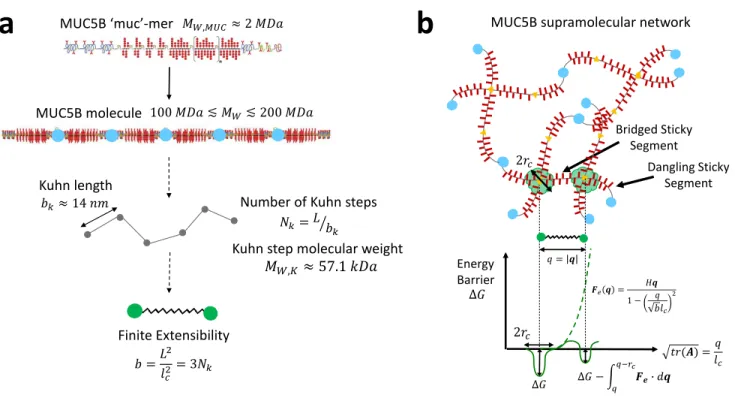 Figure 1. Schematic description of the MUC5B mucin network parameters used in this paper