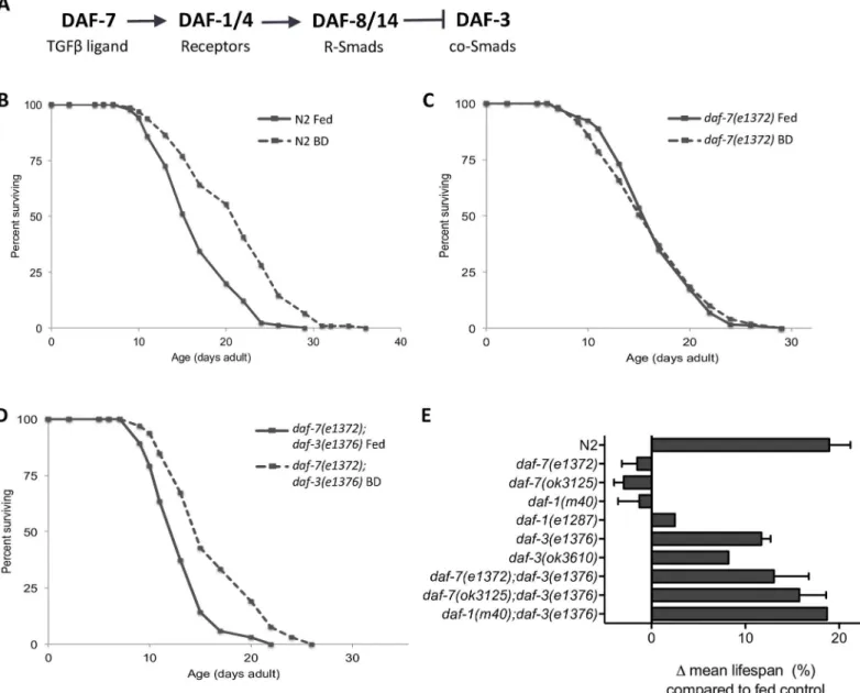 Fig 1. The DAF-7 signaling pathway is required for lifespan extension in response to dietary restriction