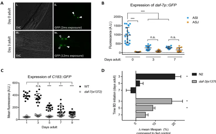 Fig 5. daf-7 expression declines in aging animals. A) Expression pattern of ksIs2[daf-7p::GFP] reporter in young (i,ii) and aged (iii,iv) animals