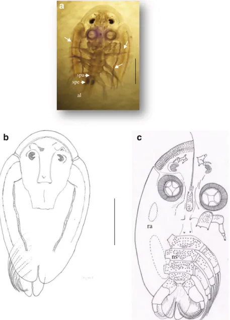 Fig. 2 A. vittatus female (small specimen): general morphology, ventral view (a, c), dorsal view (b)