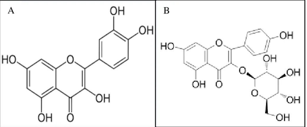 Figure 4 : Image montre la structure chimique des deux composés de  Flavonoïques (A) ; Isoquercétine (B) ; Estragaline (Fattorusso et al., 