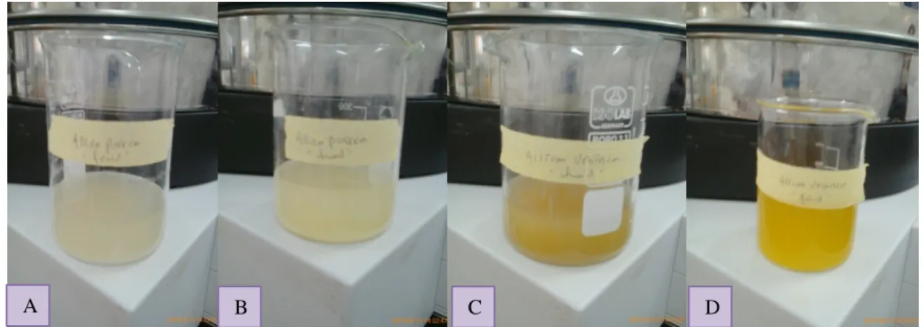 Figure 7 : Images des extraits aqueux des deux plantes « Allium ursinum et Allium  porrum » 