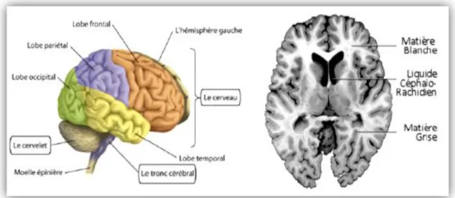 Figure I.7 : Les composants de cerveau [6] 