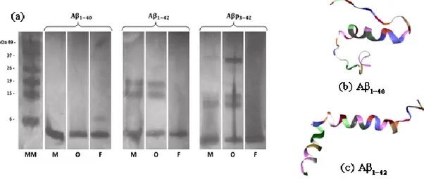 Figure 1. (a) Image from SDS-PAGE analysis. Silver stain of synthetic aggregates and monomers of Aβ 1–40 , Aβ 1–42 and Aβp 3–42 peptides
