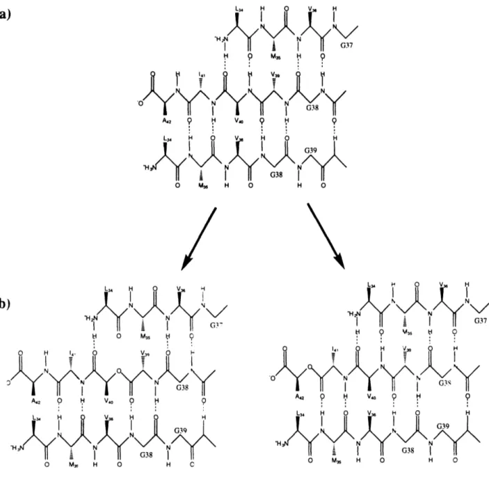 FIGURE  2:  a)  One  possible  orientation  of  the  individual  peptide  strand  in  the P-sheet  of the  fibril.' 7  b)  The  3-sheet  with  one  amide  replaced  by  an  ester