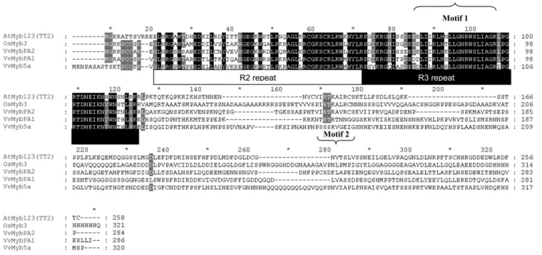 Figure 1. Multialignment of VvMybPA2 with related MYB proteins by ClustalW: Arabidopsis AtMyb123 (TT2; Q9FJA2), rice (Oryza sativa) OsMYB3 (BAA23339), and grapevine VvMYB5b (AAX51291) and VvMybPA1 (CAJ90831)