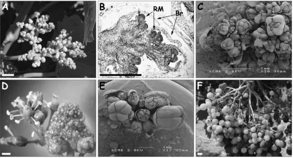 Fig. 2. Phenotype of the RRM Carignan somatic variant. (A) General view of the inflorescence (bar ¼ 1 cm)