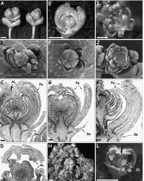 Fig. 3. Flower phenotypes of MPW Pinot (A–D), Morrastel (E–H), and Gamay (I–L) somatic variants