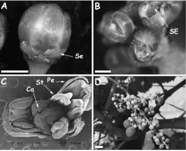 Fig. 4. Phenotype of a UFC Bouchale`s somatic variant. (A) Unfused sepals (Se) on an oversized bud (bar ¼ 1 mm)