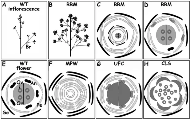 Fig. 6. Summary of the wild-type (WT) and somatic variant reproductive organ schemes. (A) WT inflorescence with bracts (Br), terminal and secondary flowers; and (E) WT floral diagram showing the position of sepals (Se), petals (Pe), anthers (An), ovary (Or