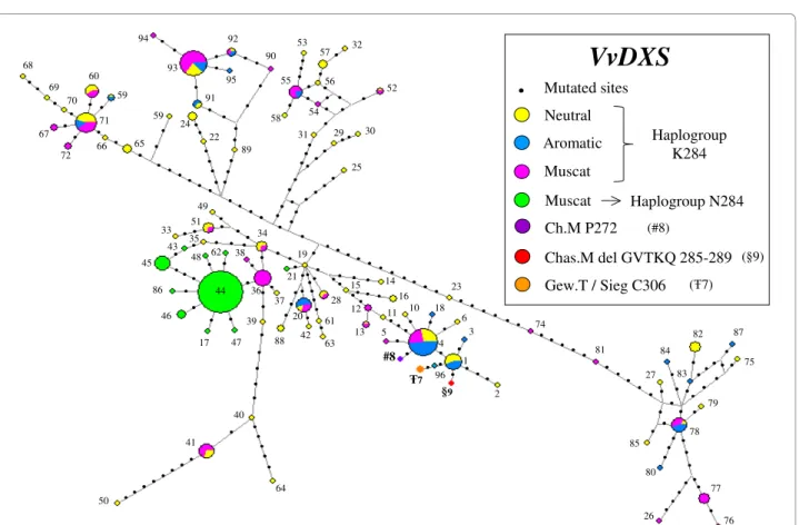 Figure 5 Median Joining (MJ) networks derived from reconstructed DNA sequence haplotypes of VvDXS