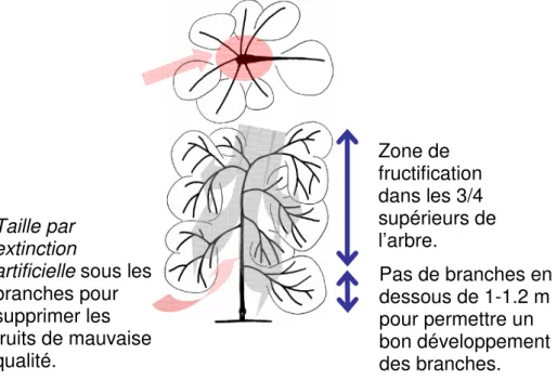 Figure 1 : Conduite centrifuge : principales opérations réalisées lors de la mise en œuvre de la conduite lors des  trois premières années en verger