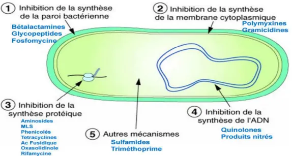 Figure III.1 : mode d’action des antibiotiques [21]. 