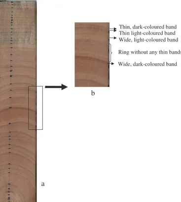 Figure 4. Cross-section of the transversal face of okoumé wood: