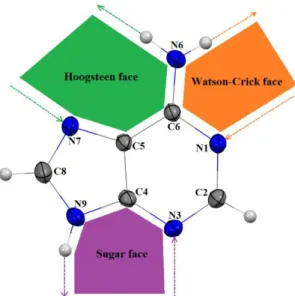 Fig. 2. Adenine structure showing the numbering scheme and the Watson–Crick, Hoogsteen  and sugar faces