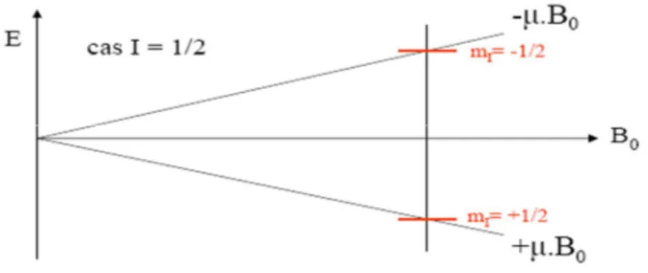 Figure 8 : Les deux états de spin à des énergies différentes  III.2.4. Fréquence de précesion : 