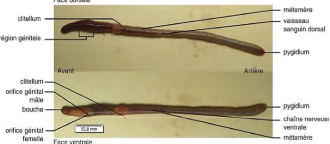 Figure 2 : Schéma caractérisant la morphologie de ver de terre (Bachelier, 1963). 