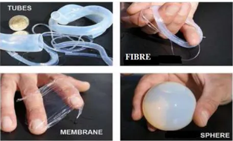 Figure I.5 : Différentes formes du chitosane. 