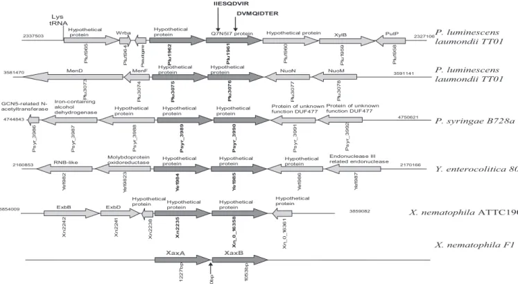 FIGURE 3. Detection of hemolysin activity from X. nematophila XaxAB in various recombinant E