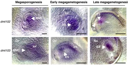 Figure 2. Expression Patterns of dmt102 and dmt103 during Ovule Development in Maize as Revealed by mRNA in Situ Hybridization on Whole-Mount Ovules.