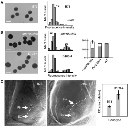 Figure 3. dmt102 and dmt103 Mutants Produce Unreduced Male Gametes.