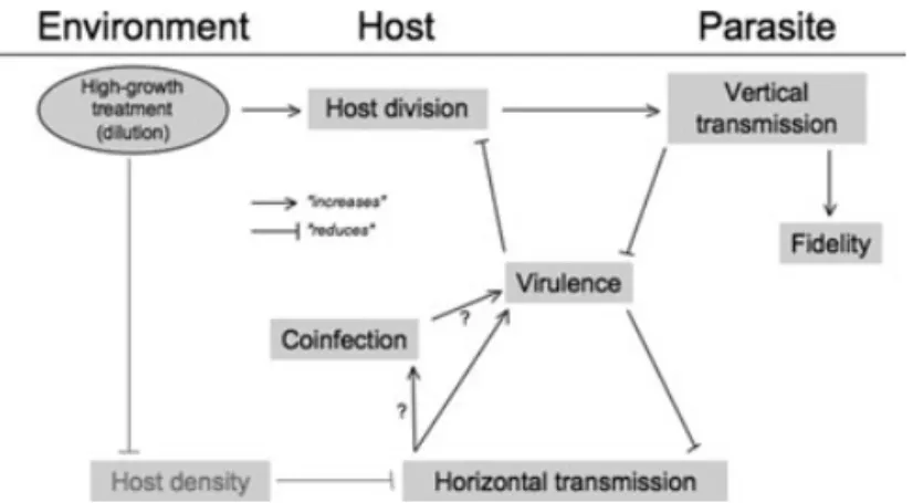 Figure 2. Potential epidemiological and evolutionary processes in the high-growth treatment