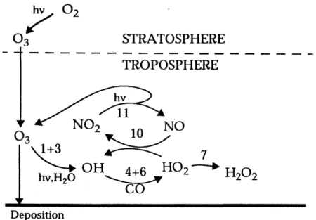 Figure  1:  Chemical  formation  of ozone  in  the troposphere.  Tropospheric  ozone is  produced  when  hydrocarbons  and  volatile  organic  compounds  are  oxidized by the  hydroxyl  radical  OH  in  the  presence  of  reactive  nitrogen  oxides  (NO,) 