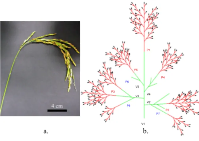 Fig. 19. Reduction of the tree representing the topological structure of the rice panicle.