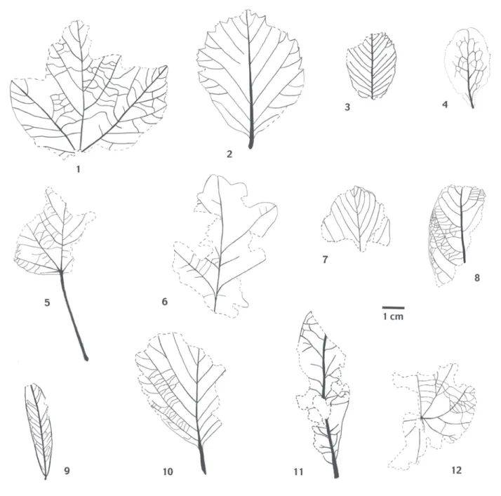 Fig. 3 : Feuilles fossiles de la séquence S2 du travertin de Mouresse.