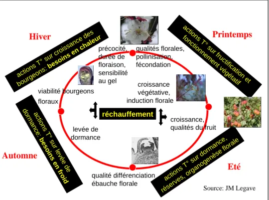 Figure 2 :  Représentation schématique du cycle de croissance et de développement d’un arbre  fruitier, précisant les actions de la température: de multiples possibilités d’impact du réchauffement climatique  En outre, les arbres fruitiers se caractérisent