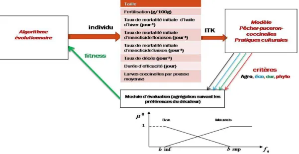 FIG. 1 – Couplage de l’algorithme évolutionnaire avec le modèle biophysique 