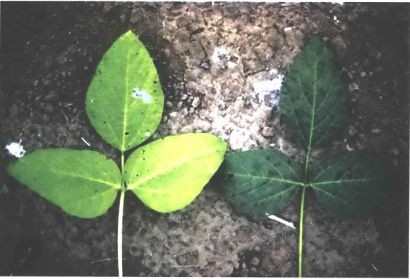 Figure  2-4:  Nitrogen  deficiency  appears  as  a  yellowing  of  the  leaf,  shown  on  the  left in  a  soybean  leaf  [431.