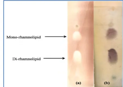 Figure 06.1 : Analyse par CCM du rhamnolipide produit pendant la croissance de Pseudomonas aeruginosa MR01 sur un milieu MS contenant du glucose comme seule source de carbone (12 g / l); (a) avec un réactif à la solution d'iode (Annexe 02) et (b) avec un r