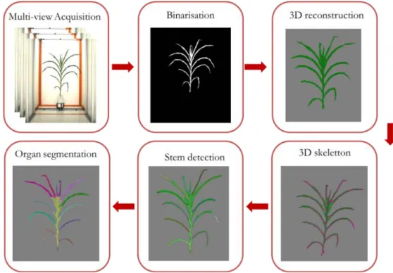 Figure 1: The 3D plant reconstruction and segmentation pipeline. Muti-view plants images from PhenoArch are  binarised and used to reconstruct plants in3D