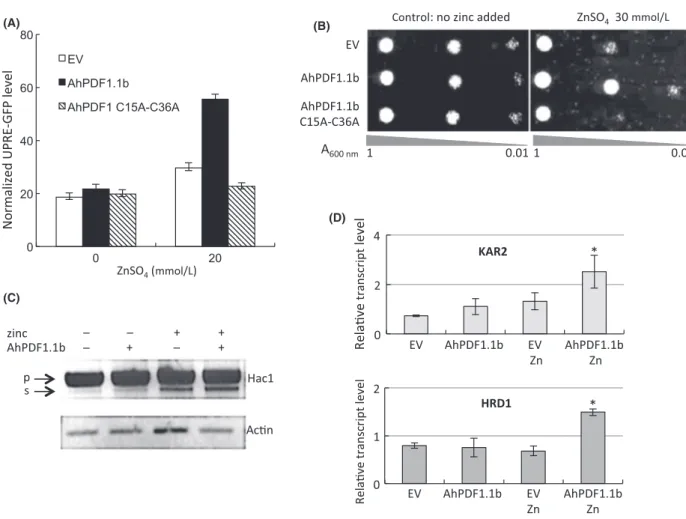 Figure 7. Synergistic effect of zinc overload and AhPDF1.1b expression on UPRE activation and ERAD