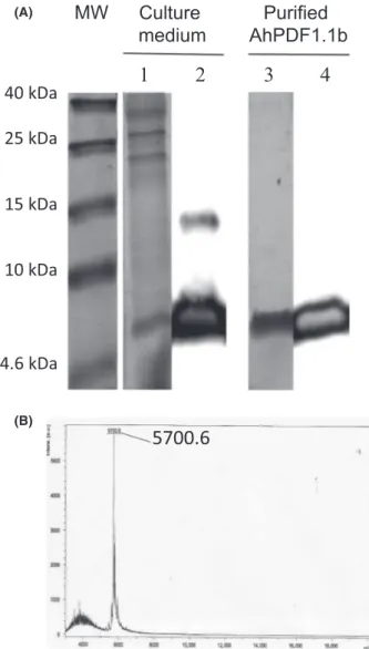 Figure 1. Production and purification of recombinant AhPDF1.1b in Pichia pastoris. (A) Analysis of the culture medium and the purified fraction of AhPDF1.1b produced in P
