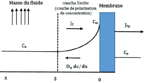 Figure I.11 : Polarisation de concentration 