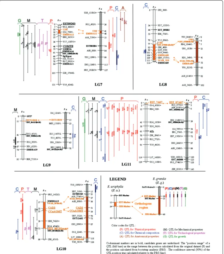 Figure 3 Detection of QTLs for wood properties and growth related traits on the genetic maps of E